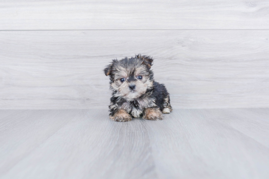 Energetic Yorkie Designer Puppy