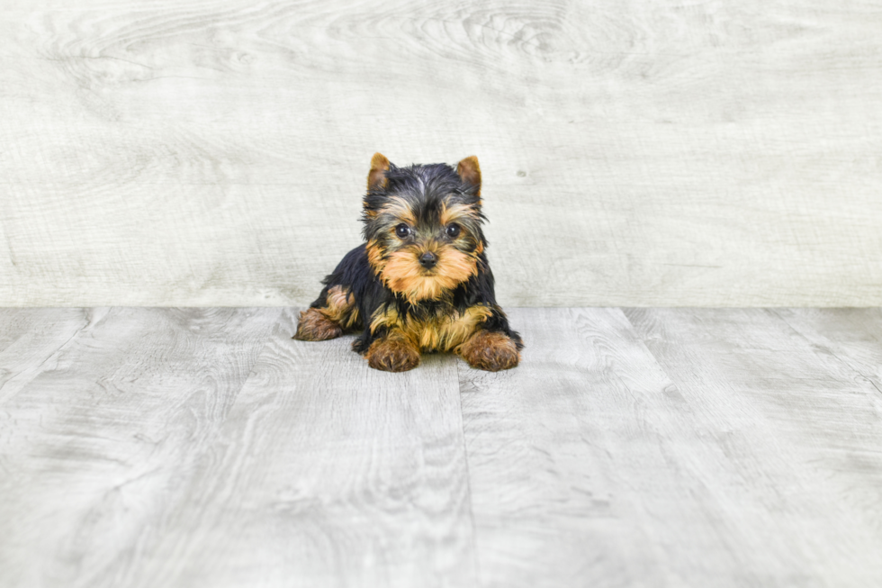 Meet Rebecca - our Yorkshire Terrier Puppy Photo 