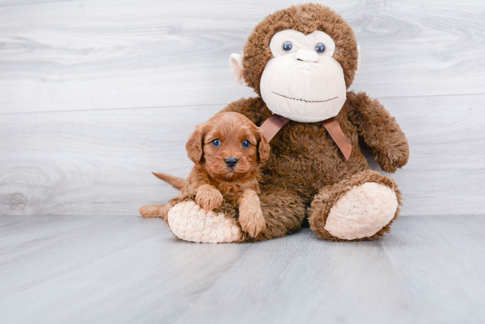 Smart Cavapoo Poodle Mix Pup