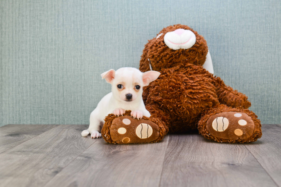 Chihuahua Puppy for Adoption