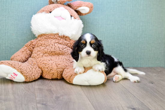 Funny Cavalier King Charles Spaniel Purebred Pup