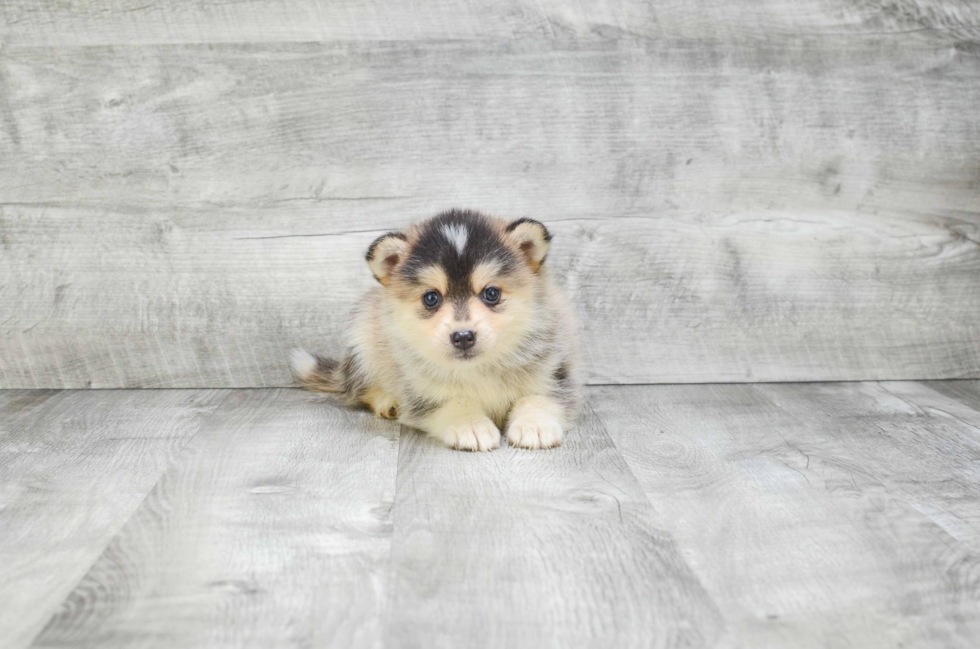 Best Pomsky Baby