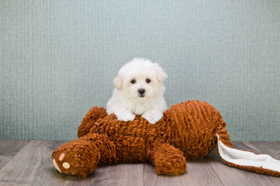 Energetic Maltese Purebred Puppy