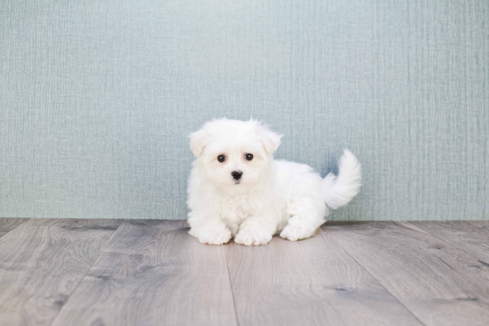 Akc Registered Maltese Baby