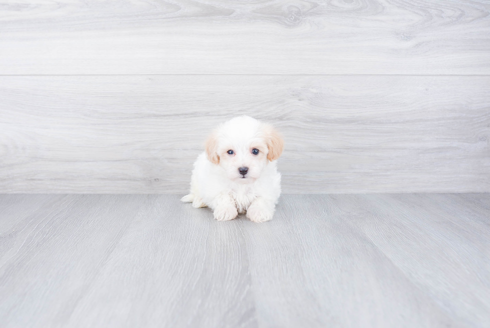 Havanese Pup Being Cute