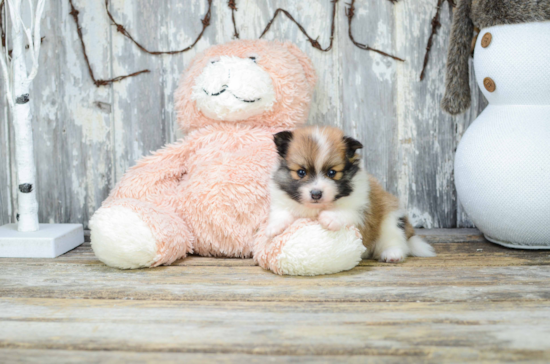 Pomeranian Puppy for Adoption