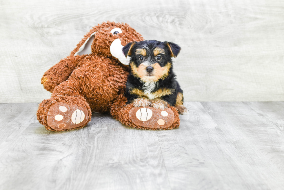 Meet Diddy - our Yorkshire Terrier Puppy Photo 
