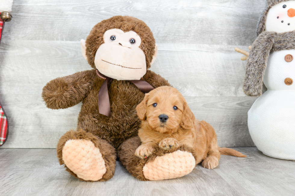 Mini Goldendoodle Puppy for Adoption