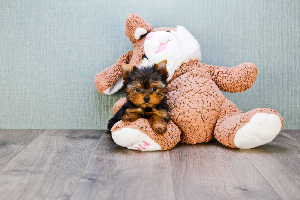 Meet Heidi - our Yorkshire Terrier Puppy Photo 