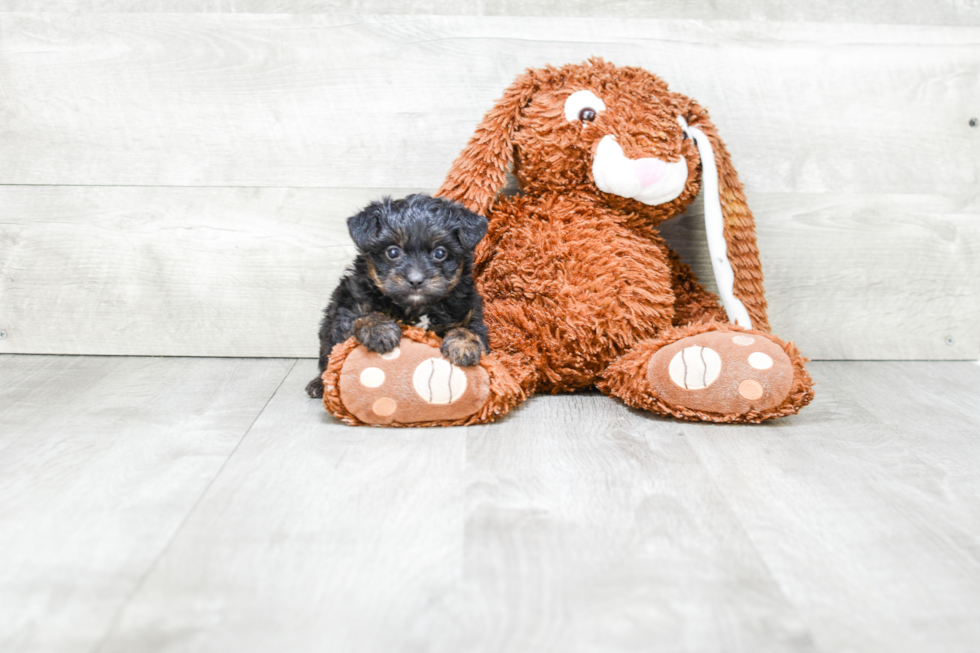 Yorkie Poo Pup Being Cute