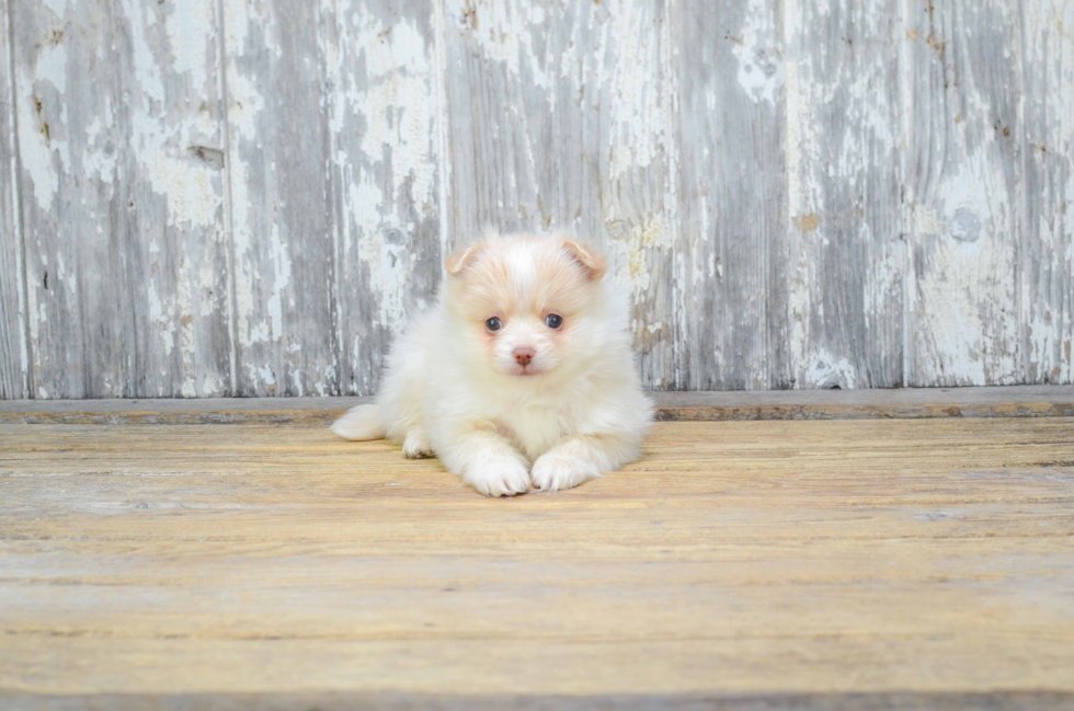 Pomeranian Pup Being Cute