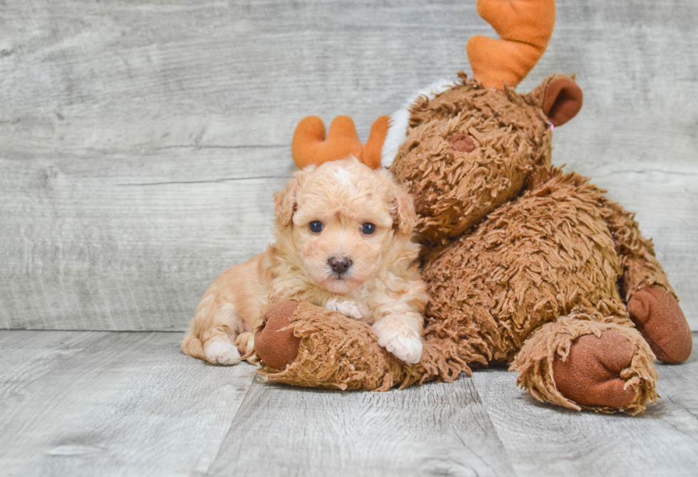 Sweet Maltipoo Baby