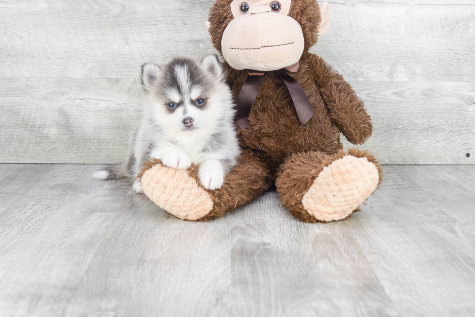 Smart Pomsky Designer Pup