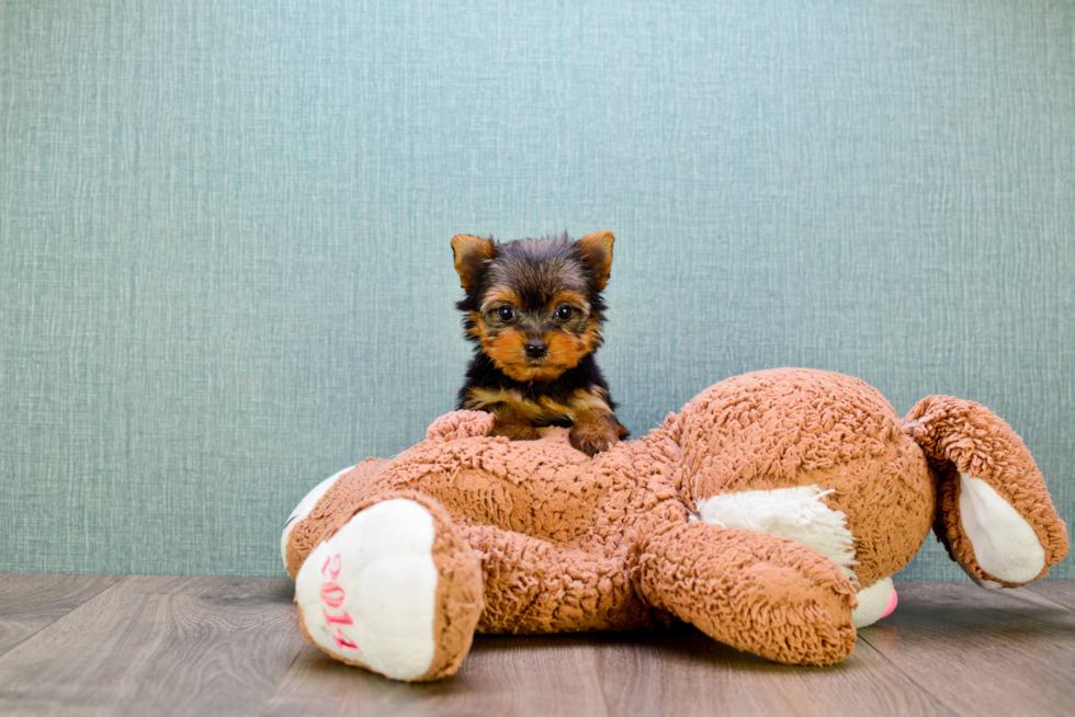 Meet Heidi - our Yorkshire Terrier Puppy Photo 