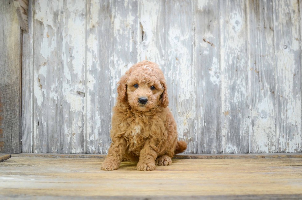 Small Mini Goldendoodle Baby