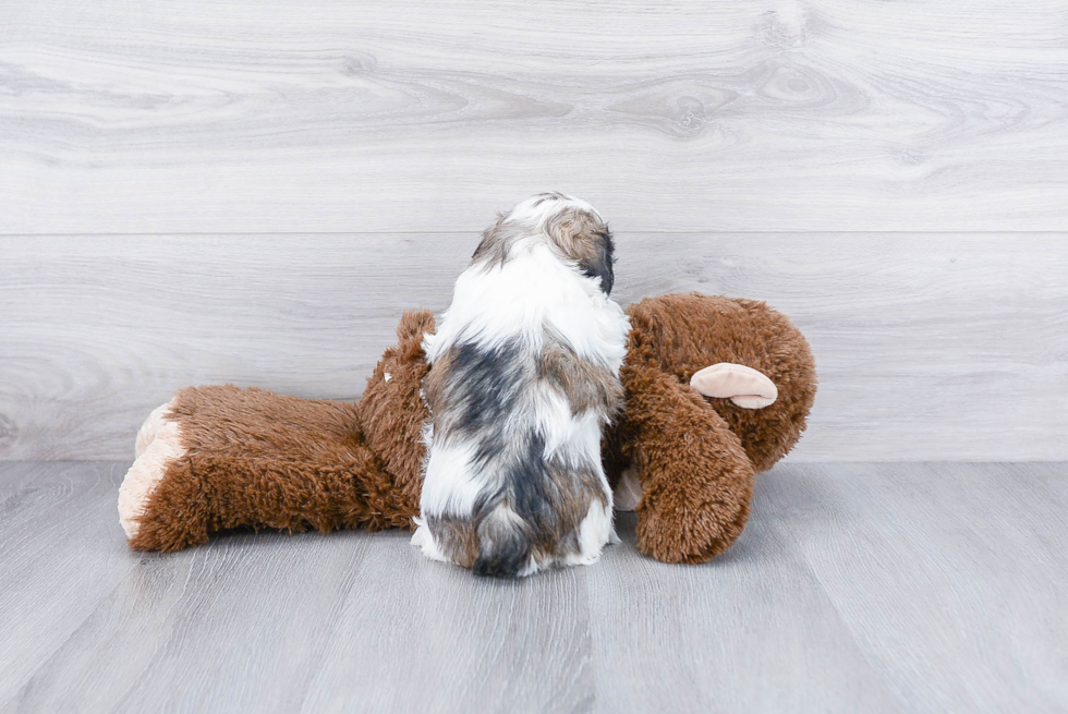 Cute Teddy Bear Baby