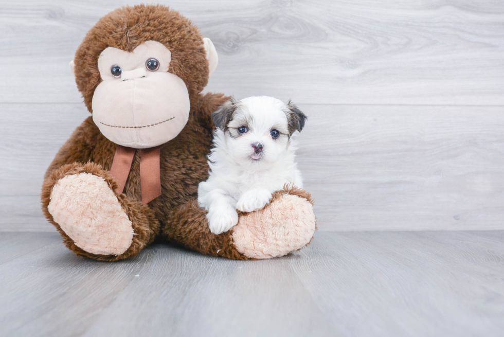 Teddy Bear Pup Being Cute