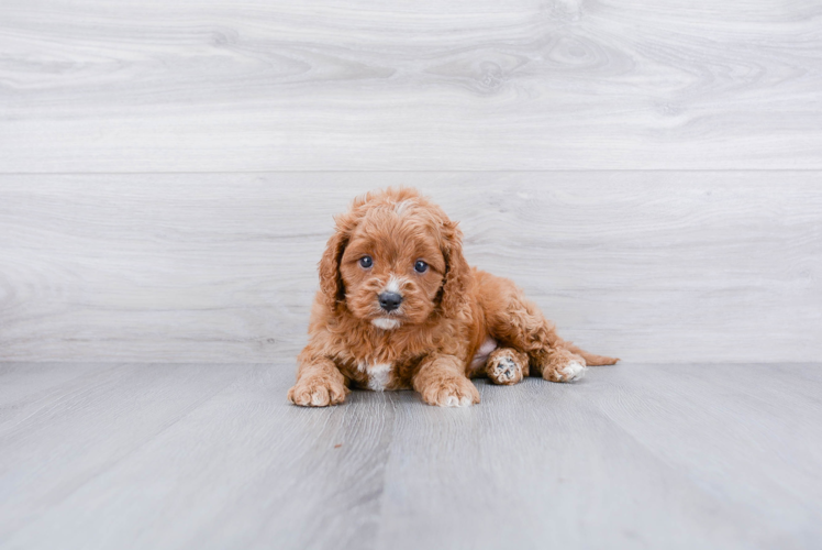 Small Cavapoo Baby