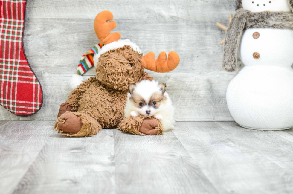 Pomeranian Pup Being Cute