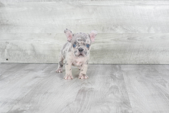 Petite Frenchie Purebred Puppy