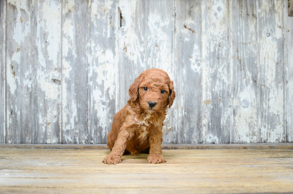 Mini Goldendoodle Puppy for Adoption