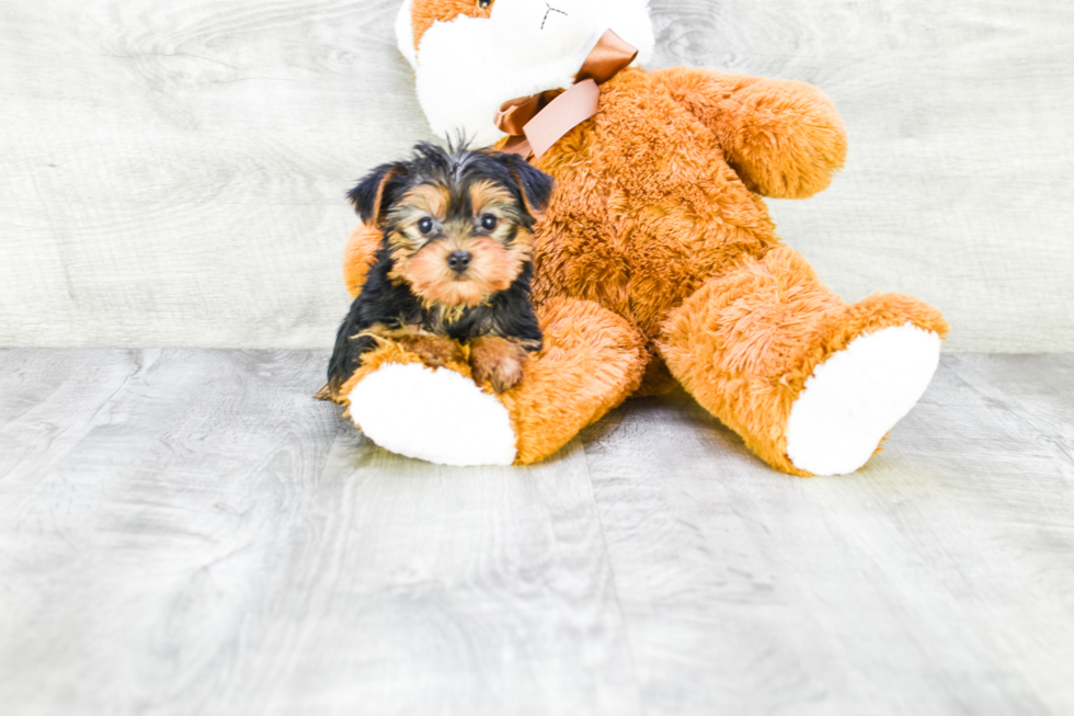 Meet Capone - our Yorkshire Terrier Puppy Photo 