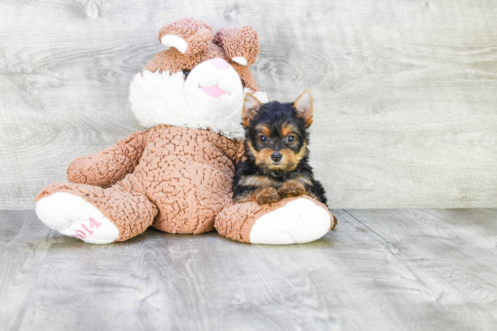 Meet Ronaldo - our Yorkshire Terrier Puppy Photo 