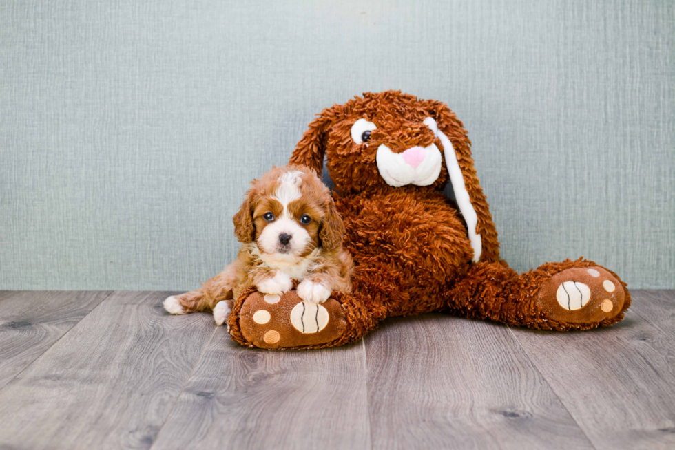 Cavapoo Pup Being Cute