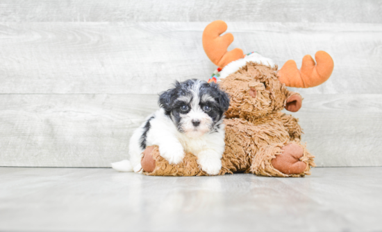 Havanese Pup Being Cute