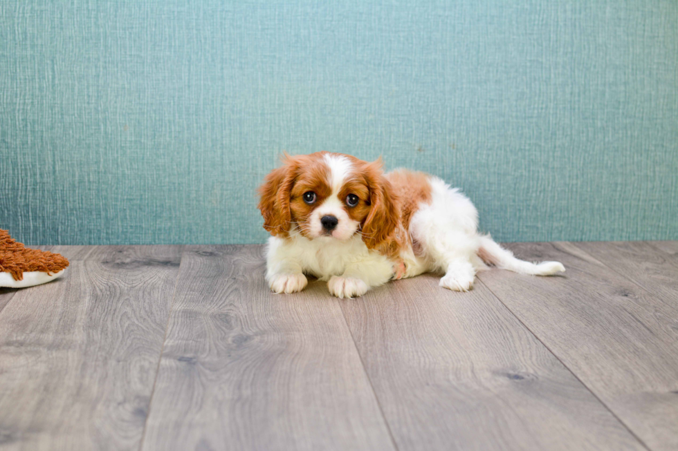 Cavalier King Charles Spaniel Puppy for Adoption