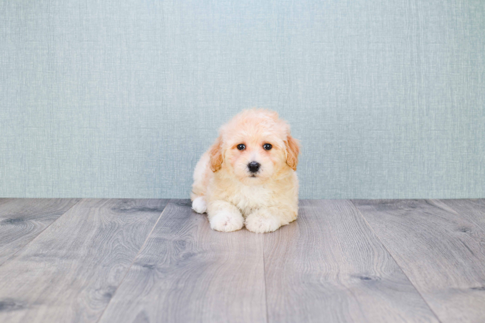 Best Maltipoo Baby