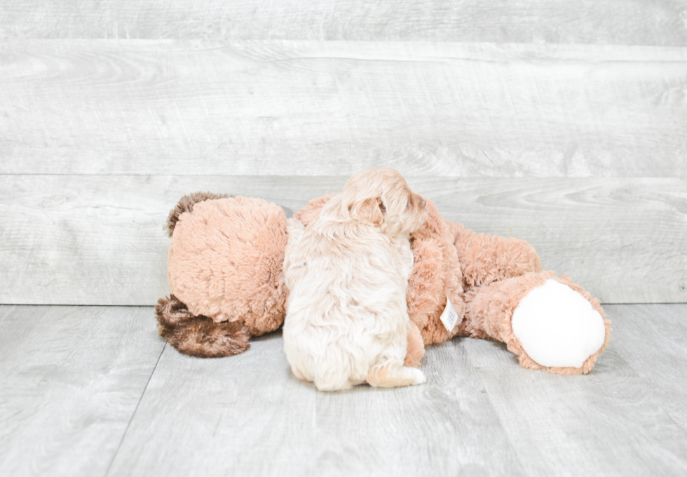 Playful Maltepoo Poodle Mix Puppy