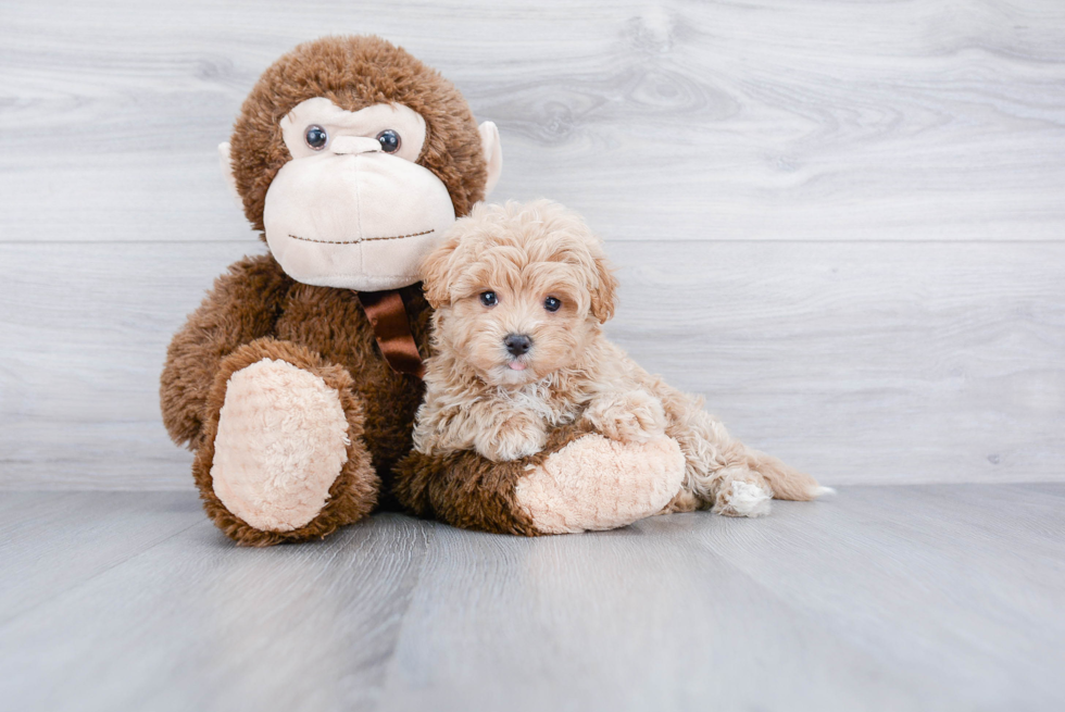 Maltipoo Pup Being Cute