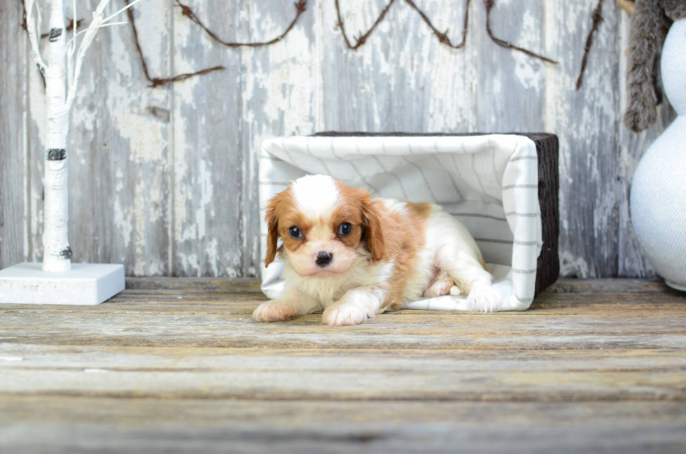 Cavalier King Charles Spaniel Pup Being Cute