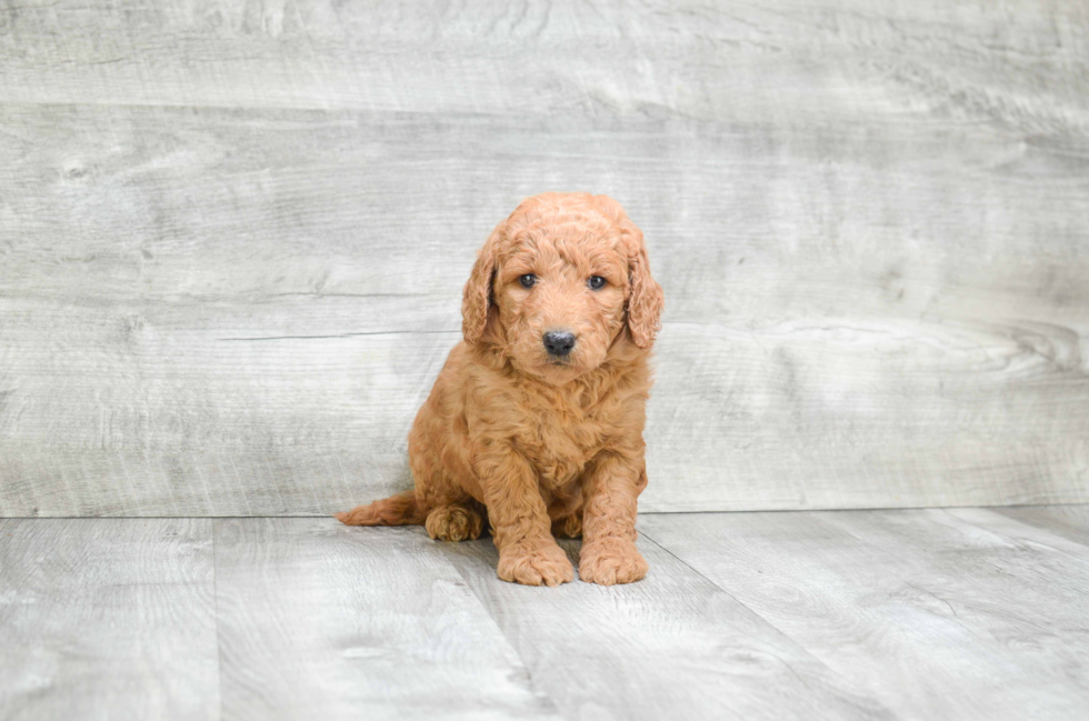 Mini Goldendoodle Puppy for Adoption