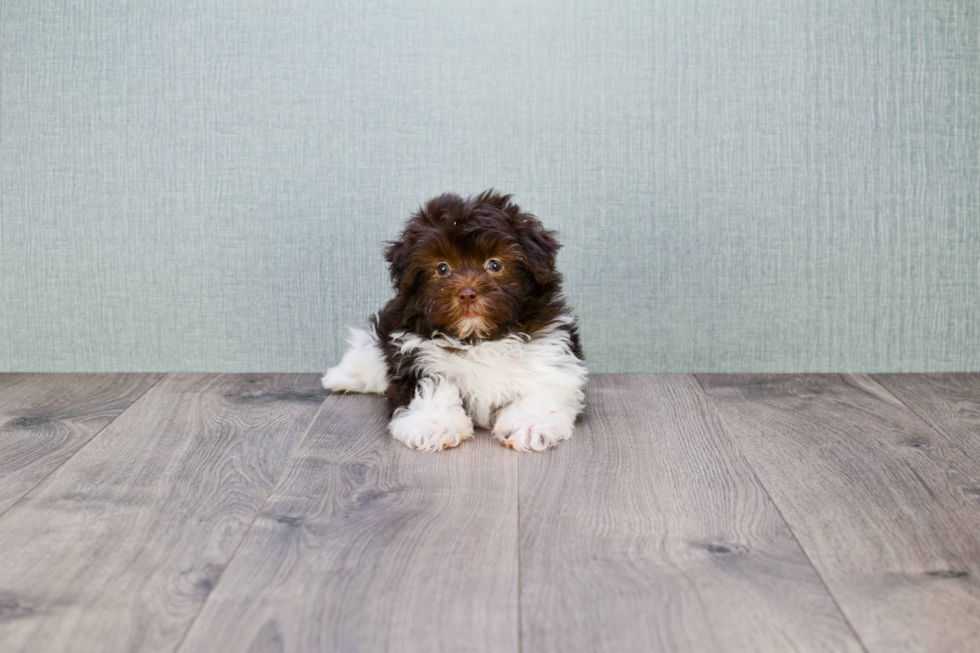 Cute Havanese Purebred Puppy