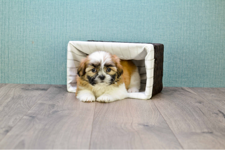 Teddy Bear Pup Being Cute