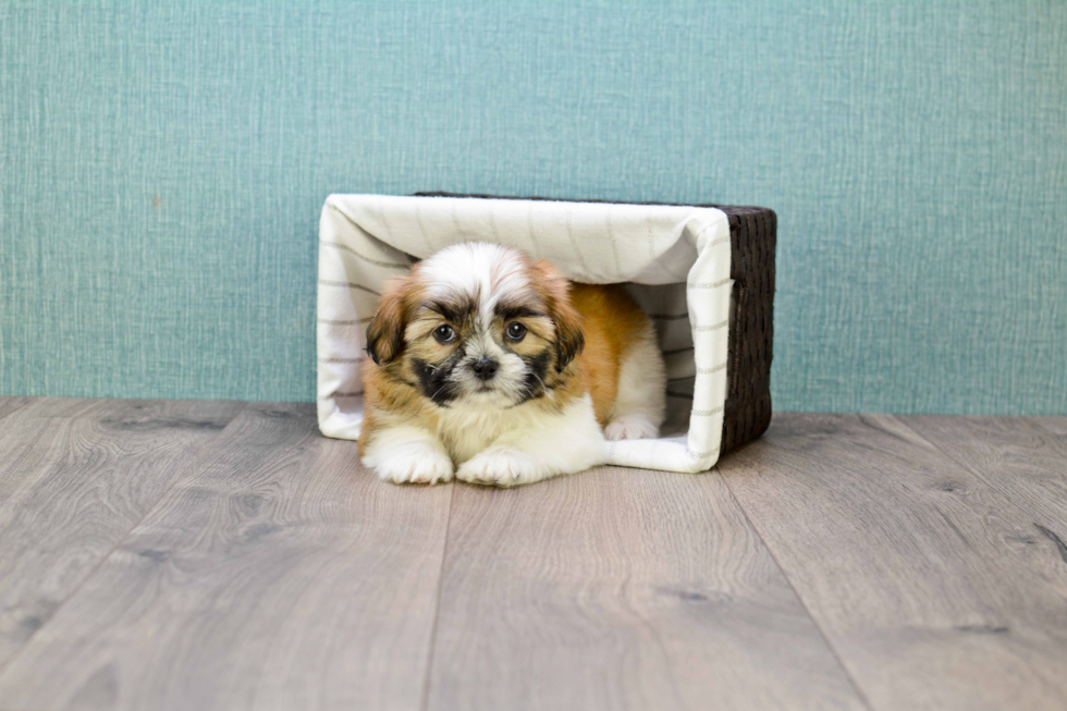 Teddy Bear Pup Being Cute