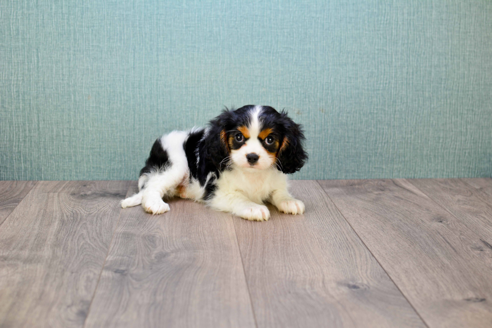 Funny Cavalier King Charles Spaniel Purebred Pup