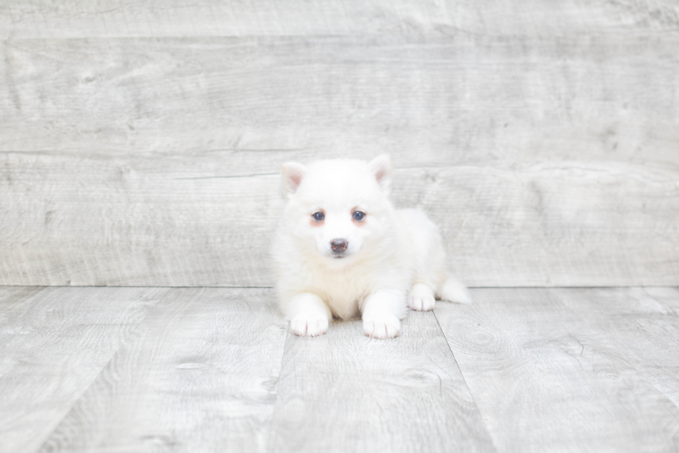 Sweet Pomsky Baby