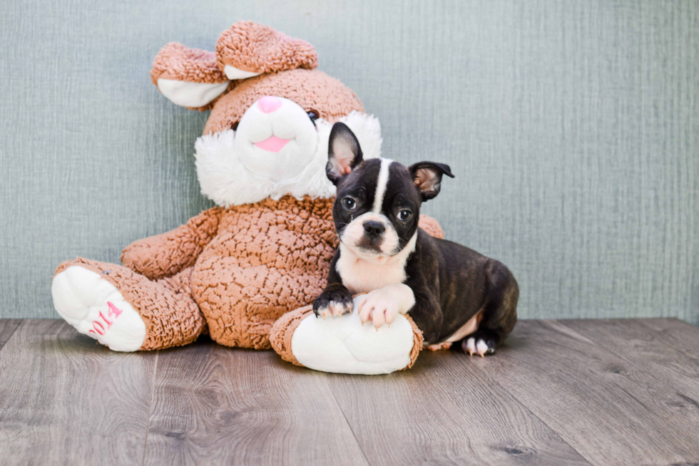 French Bulldog Puppy for Adoption