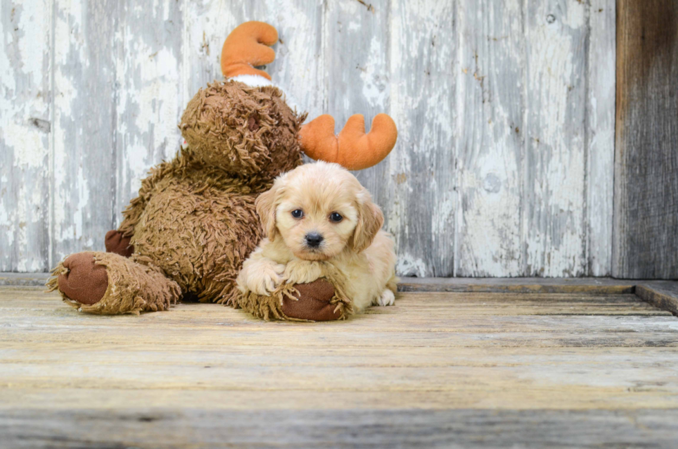 Best Cavachon Baby