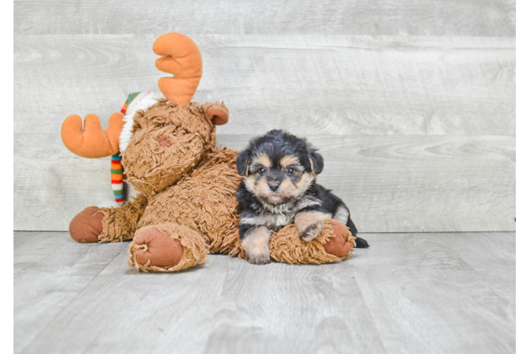 Friendly Morkie Baby