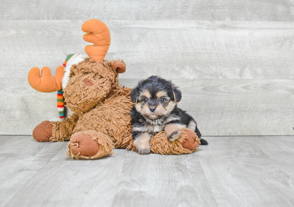 Friendly Morkie Baby