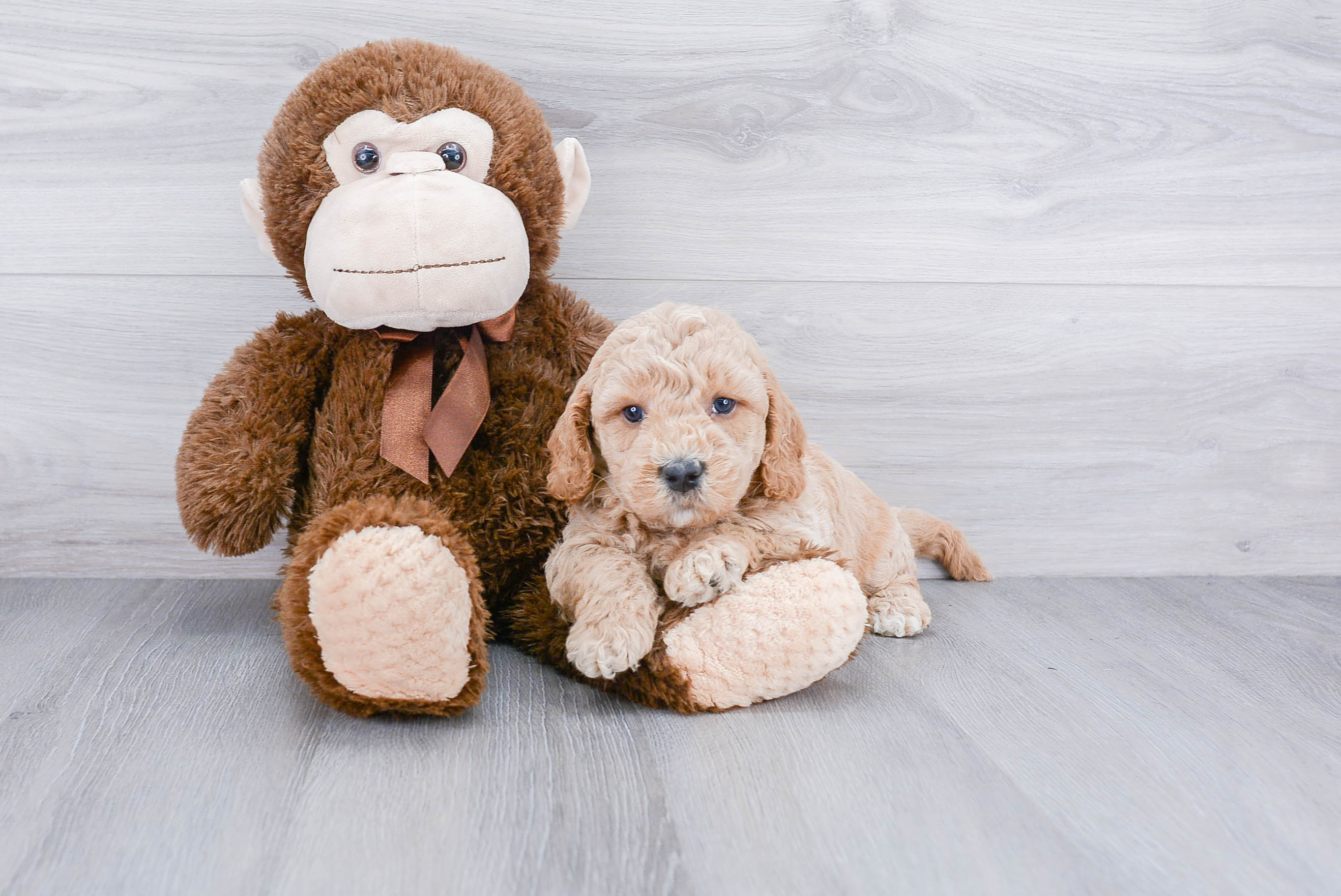 Adorable Golden Retriever Poodle Mix Puppy