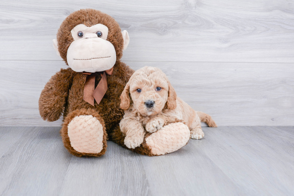 Adorable Golden Retriever Poodle Mix Puppy