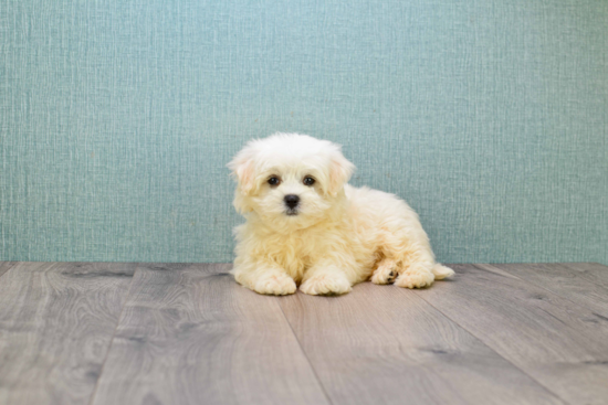 Maltipoo Puppy for Adoption