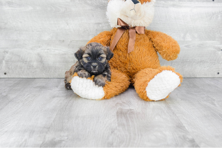 Teddy Bear Pup Being Cute