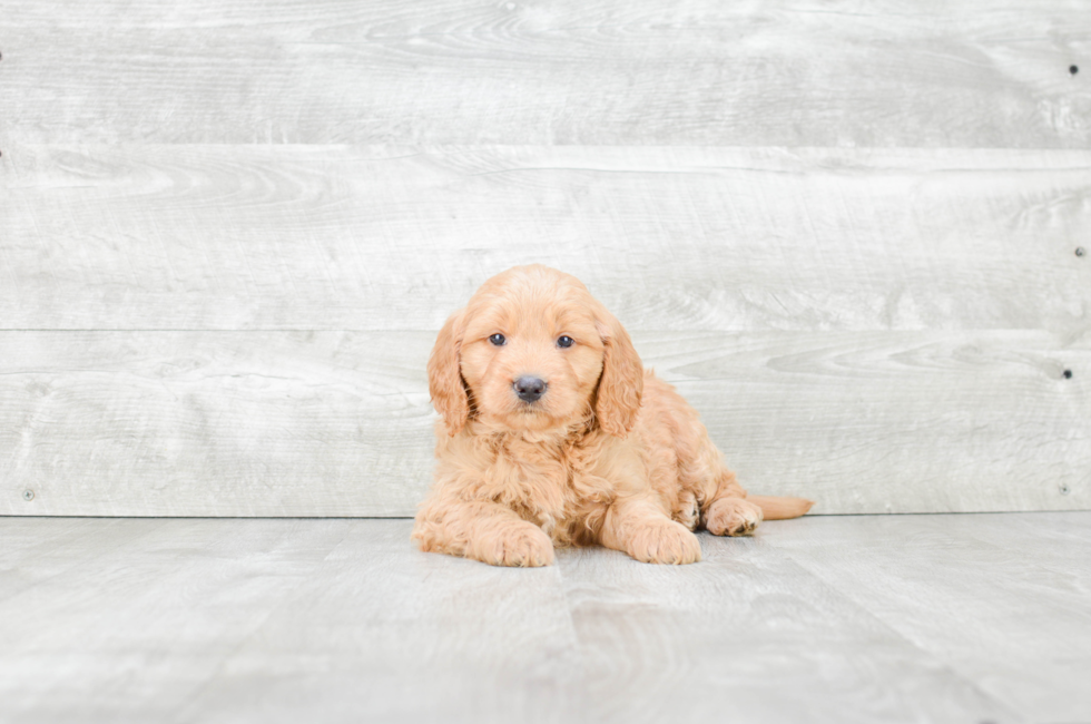 Mini Goldendoodle Puppy for Adoption