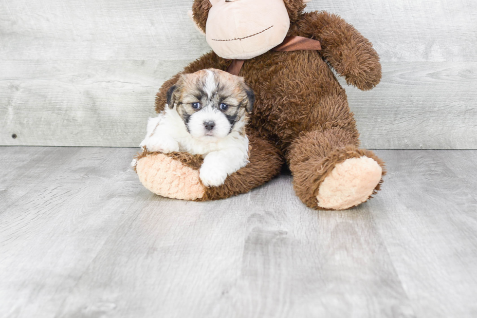 Teddy Bear Pup Being Cute